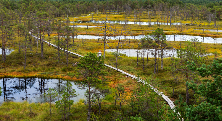 Estland Lahemaa Nationalpark Viru Bog Foto iStock Ekaterina Loginova